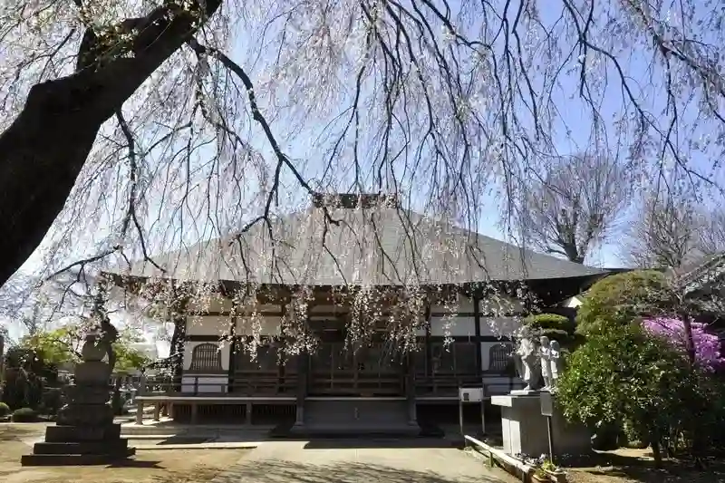 相頓寺墓苑 枝垂れ桜と本堂